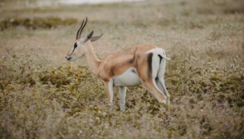 How Much Does a Safari Cost in Tanzania?