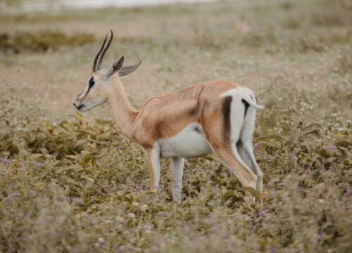 How Much Does a Safari Cost in Tanzania?