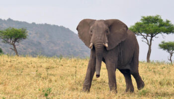 Should I Go on a Photographic Safari in Tanzania?