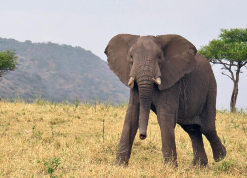 Should I Go on a Photographic Safari in Tanzania?