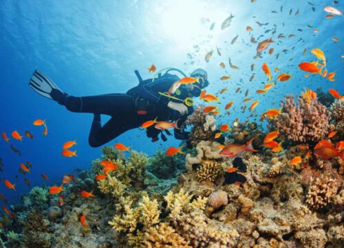 Top 5 Snorkeling and Diving Spots in Zanzibar