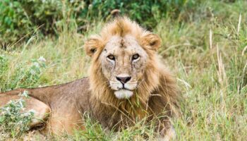 A First-Timer’s Guide to Tanzania Safaris