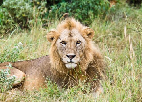 A First-Timer’s Guide to Tanzania Safaris